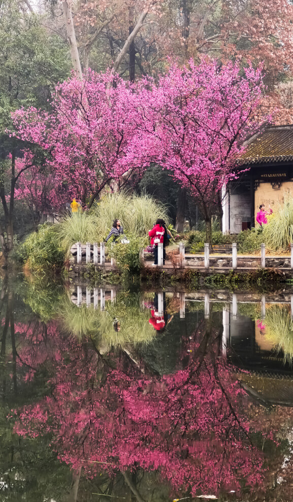 人民公園梅景.jpg