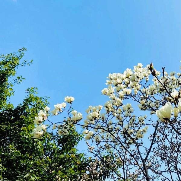 成都市人民公園1911.jpg